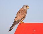 170_Terzel