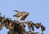 004_Bussard
