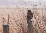 012_Bussard