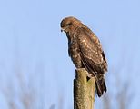 018_Bussard