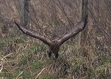 053_Bussard