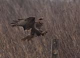 057_Bussard