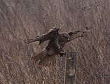 058_Bussard