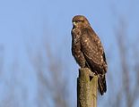 076_Bussard
